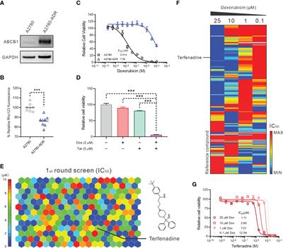 Terfenadine resensitizes doxorubicin activity in drug-resistant ovarian cancer cells via an inhibition of CaMKII/CREB1 mediated ABCB1 expression